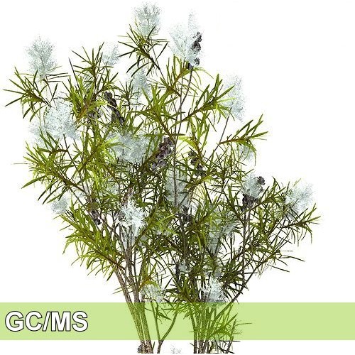 Tea tree-澳洲茶樹